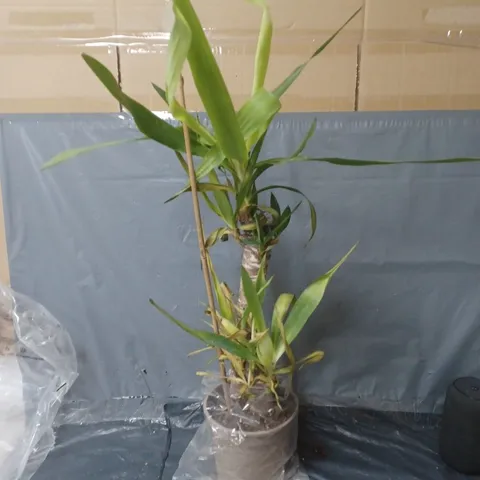 YUCCA 2 STEM 45/20CM IN 17CM POT 80CM TALL - GREEN HOUSEPLANT