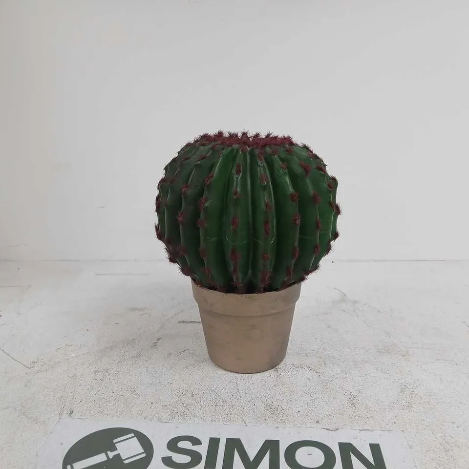 SMALL POTTED CACTUS (BARREL CACTUS) IN TERRACOTTA POT DECORATION BOXED