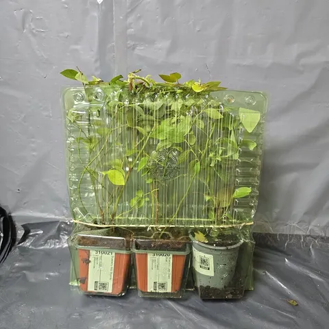 BLUEBERRY PLANT COLLECTION - SET OF 3 VARIETY PACK