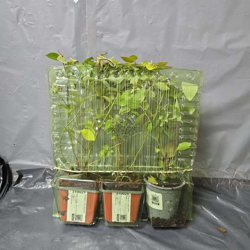 BLUEBERRY PLANT COLLECTION - SET OF 3 VARIETY PACK
