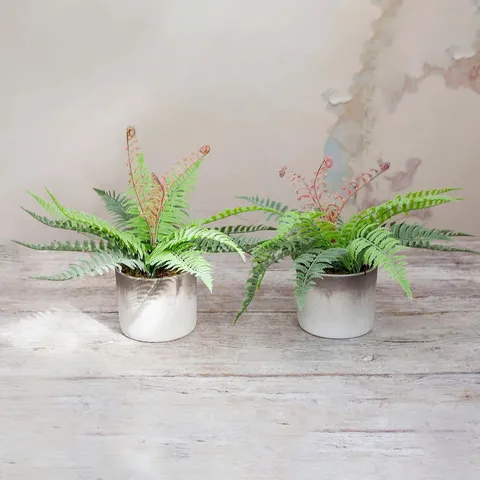 PEONY SET OF 2 FERN PLANTS IN A TWO-TONE CEMENT POTS
