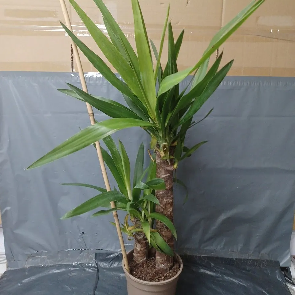 YUCCA 2 STEM 45/20CM IN 17CM POT 80CM TALL - GREEN HOUSEPLANT RRP £19.99
