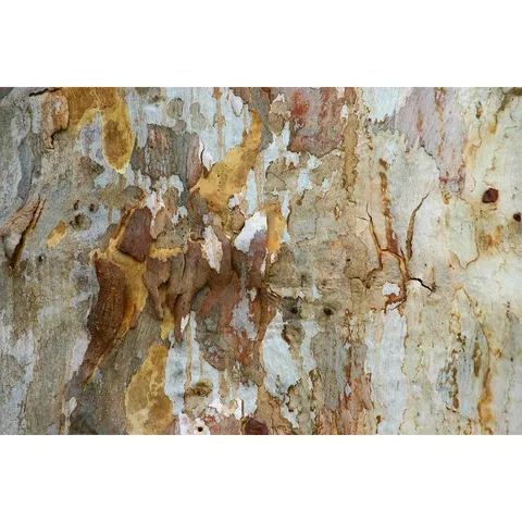 BOXED EUCALYPTUS TREE BARK - WRAPPED CANVAS PRINT