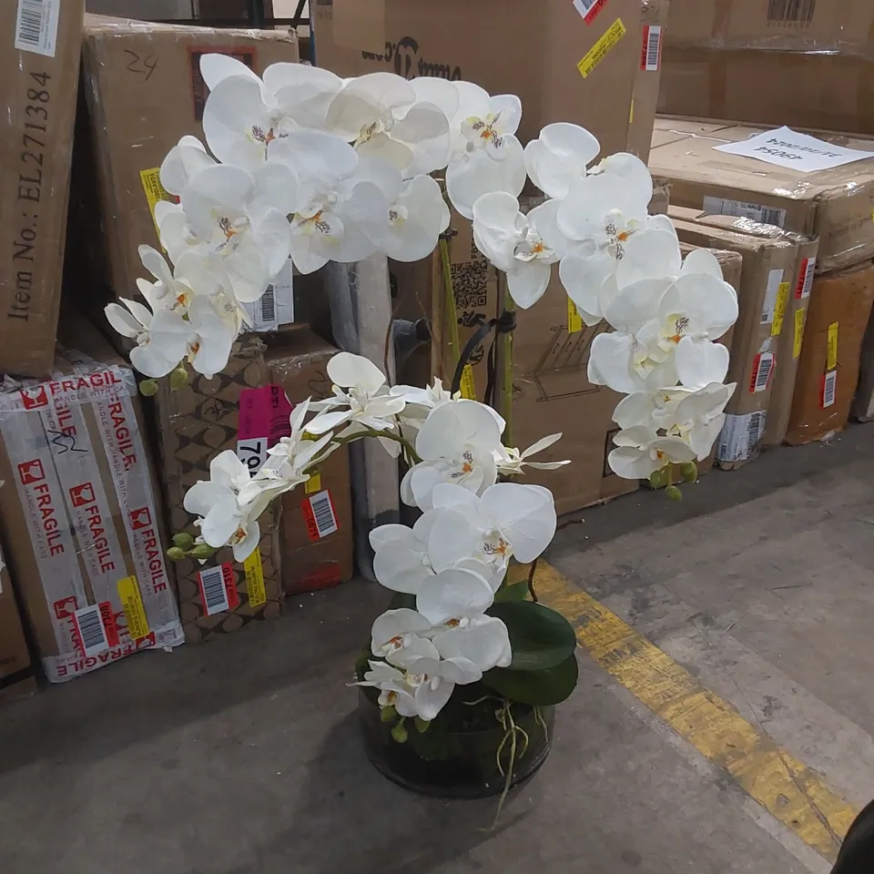 BOXED ORCHID IN VASE (1 BOX)