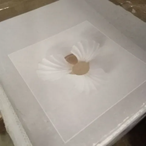 BOXED DUNELM SHELL FLUSH CEILING FITTING