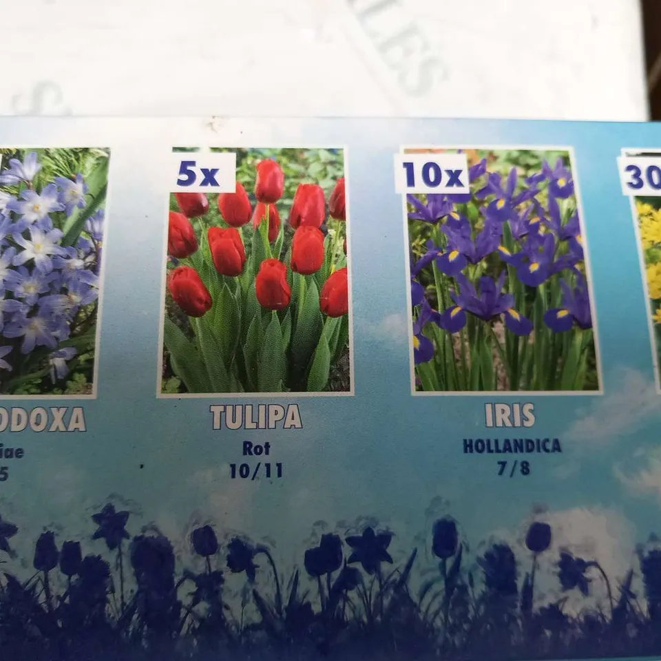 APPROXIMATELY 8 BOXED 1MSQ FLOWERBULBS EACH BOX CONSISTING 101 BULBS TO INCLUDE; ALLIUM, IRIS, CHIONDOXA, TULIPA, NARCISSUS, MUSCARI AND CROCUS