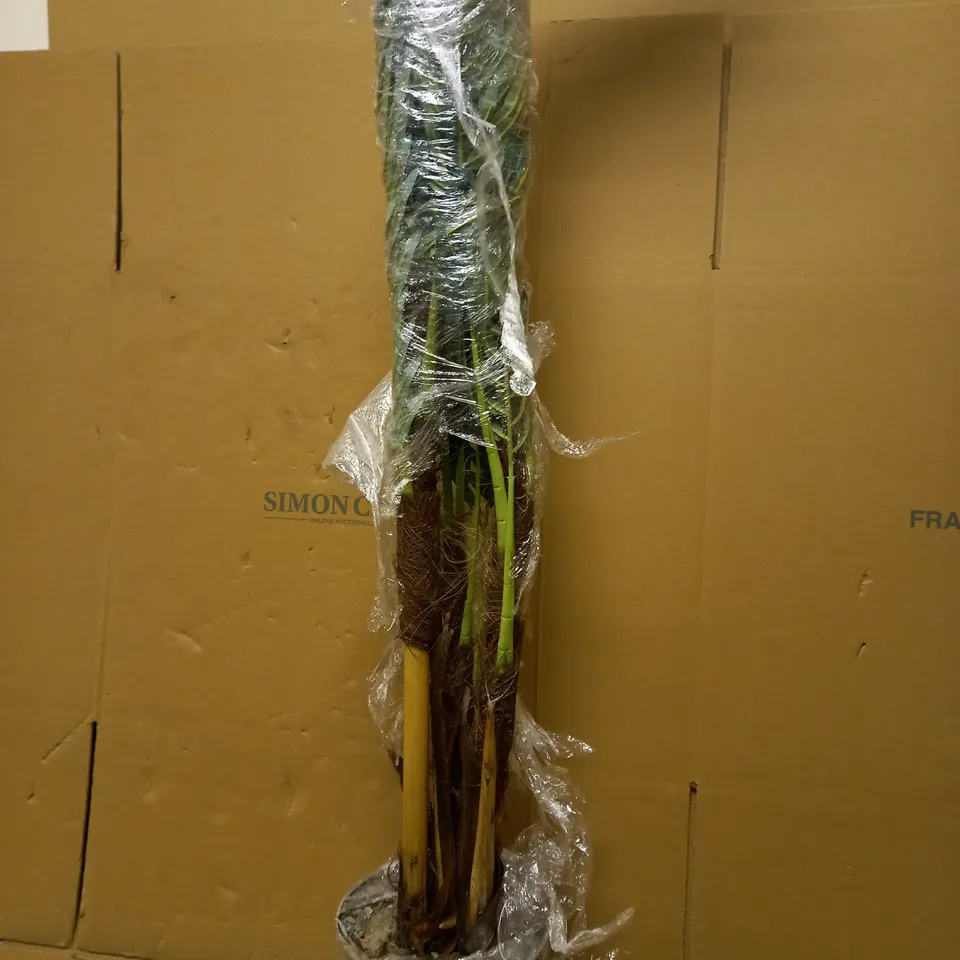 LEAF LARGE ARTIFICIAL PALM TREE - COLLECTION ONLY