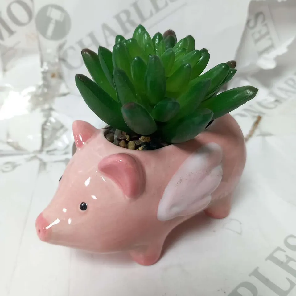 FOUR BRAND NEW BOXED MINI PIG SUCCULENT