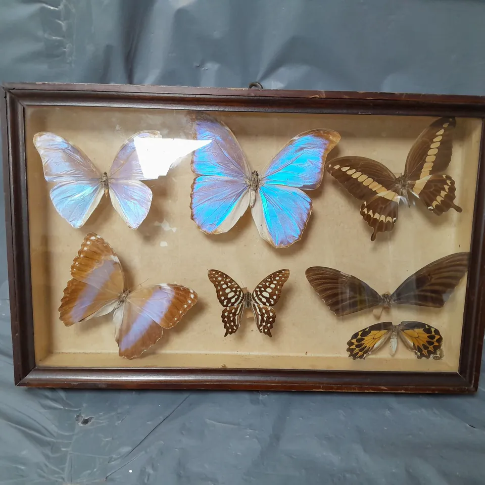 BOXED WOODEN FRAME REAL BUTTERFLIES 