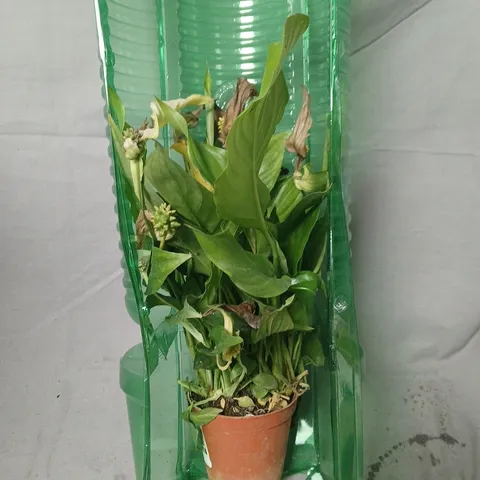 POTTED HOUSEPLANT IN GREEN PROTECTIVE WRAP