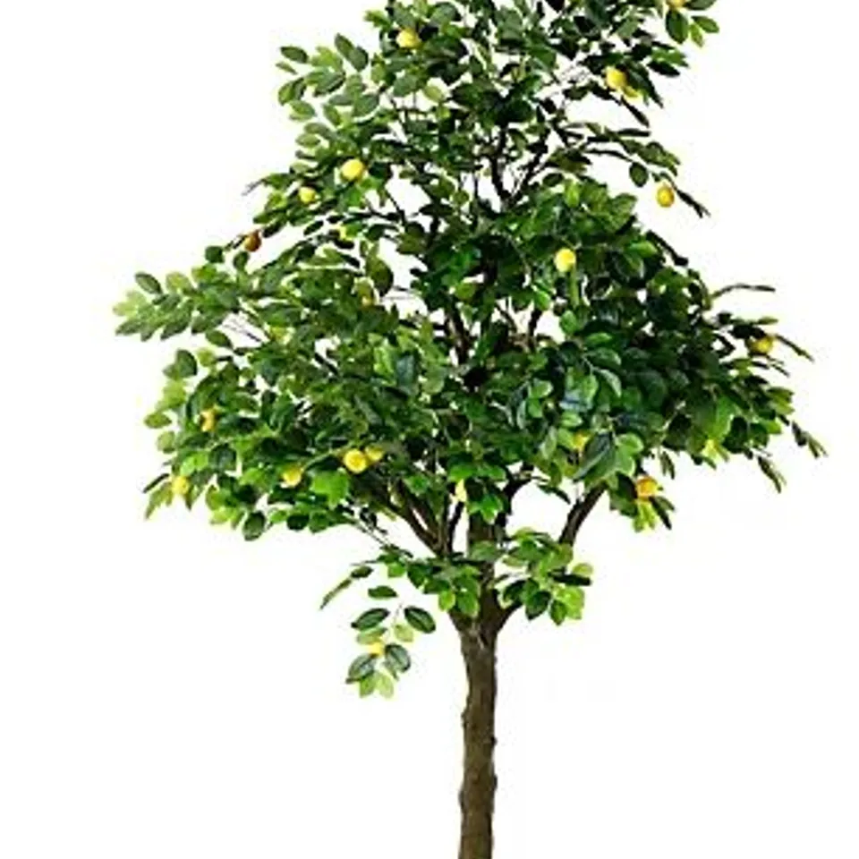 BOXED DECO LEMON TREE / COLLECTION ONLY 
