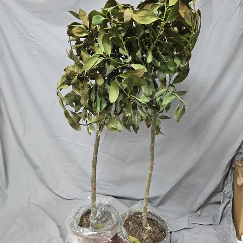 BAY TREES – STANDARD, 70-80 CM TALL, SET OF 2