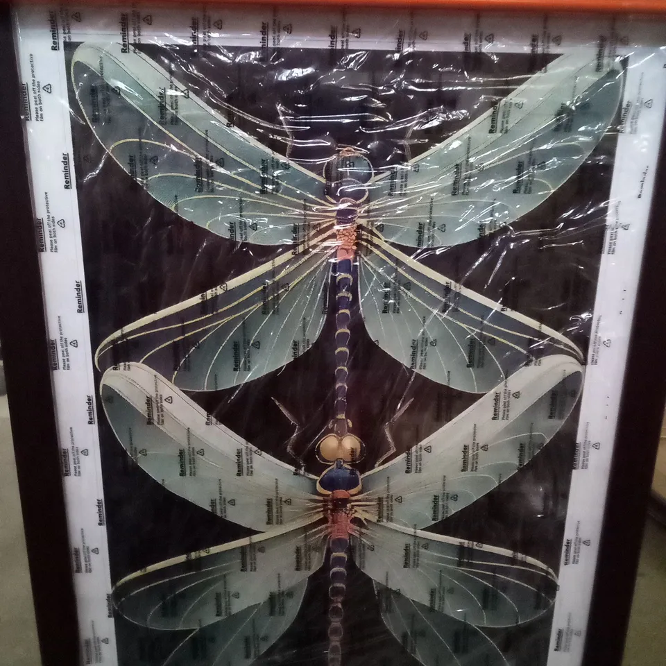 BOXED DELICATE DRAGONFLIES FRAMED PRINT