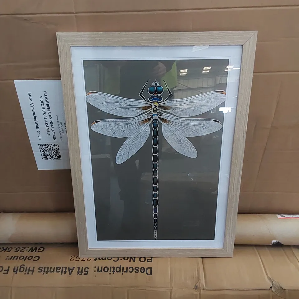 BOXED BREATHTAKING DRAGONFLY - SINGLE PICTURE