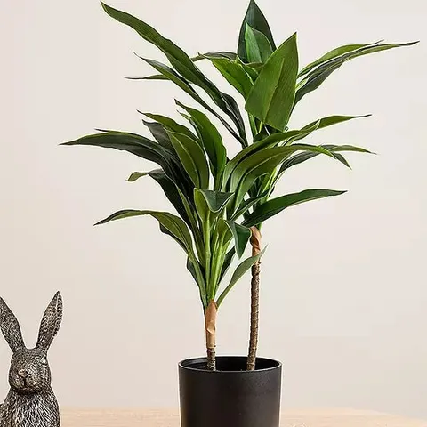 REAL TOUCH DRACAENA BOXED