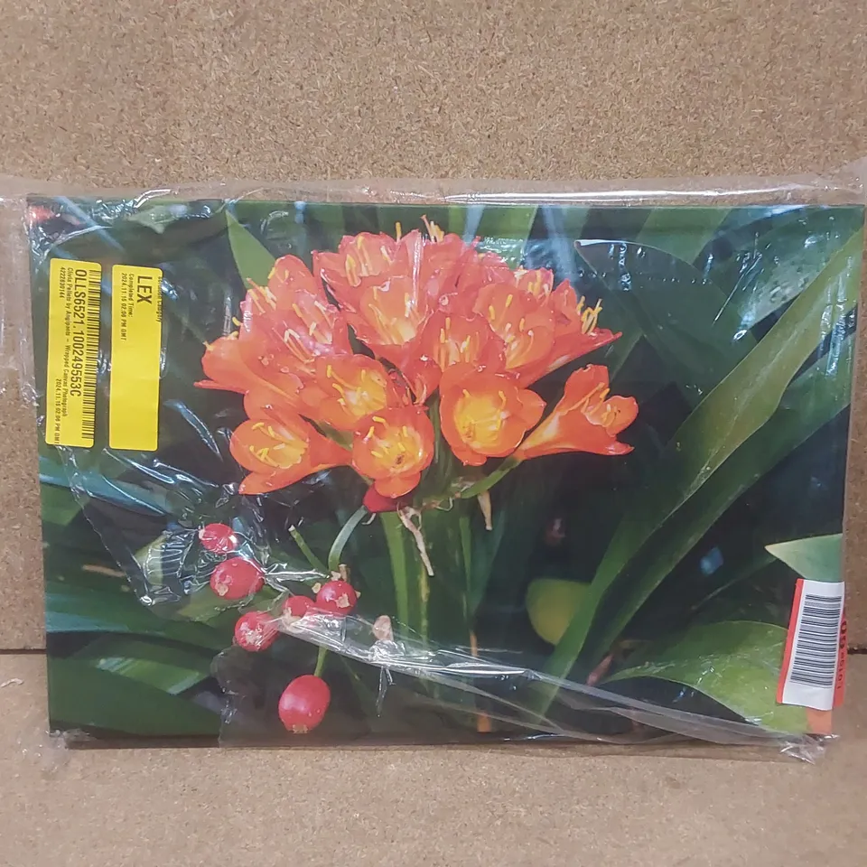 CLIVIA PELLETS BY ANGIPANTS - WRAPPED CANVAS PHOTOGRAPH 