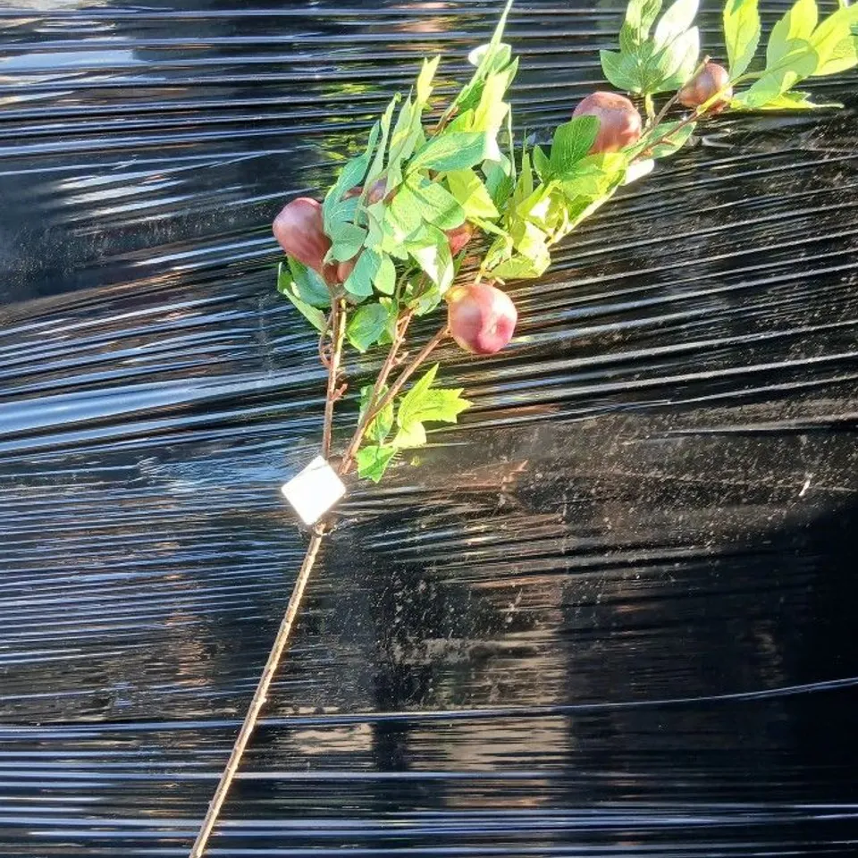 APPROXIMATELY 12 BRAND NEW GRAHAM LONDON DECORATIVE BRANCH WITH FAUX APPLES