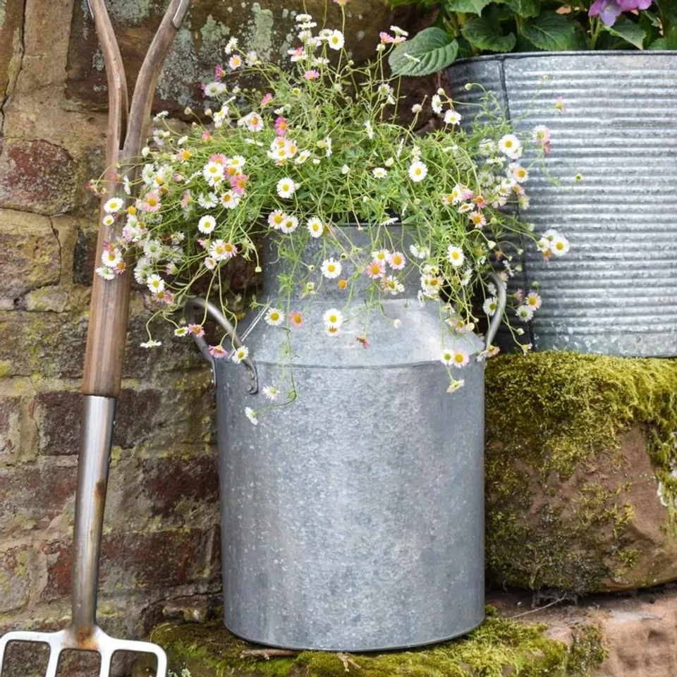 BOXED GALVANIZED MILK CHURN PLANT POT