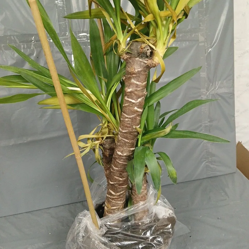 YOU GARDEN YUCCA 3 STEM 60/30/20CM IN 21CM POT 100CM TALL - COLLECTION ONLY