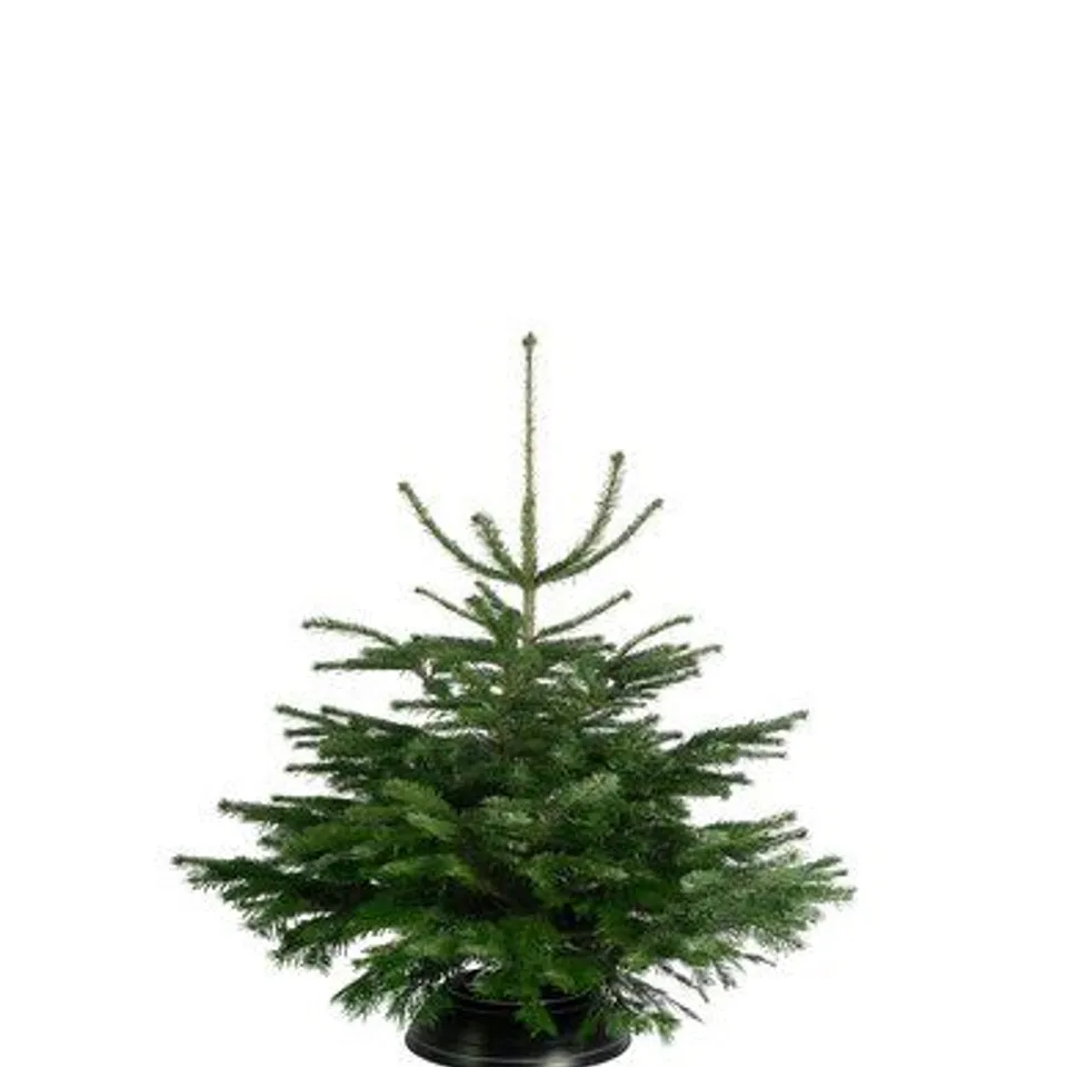 BOXED 6FT GREEN CHRISTMAS TREE