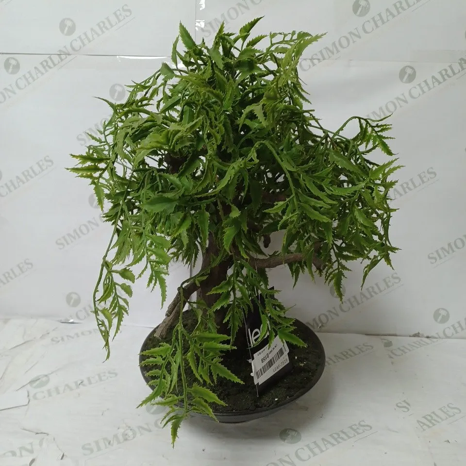 DECORATIVE INDOOR PLANT