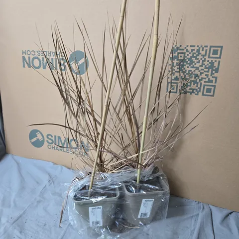 DECORATIVE POTTED PLANT ARRANGEMENT