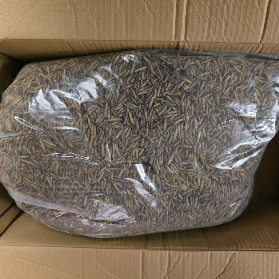 LARGE QUANTITY OF DRIED MEALWORMS