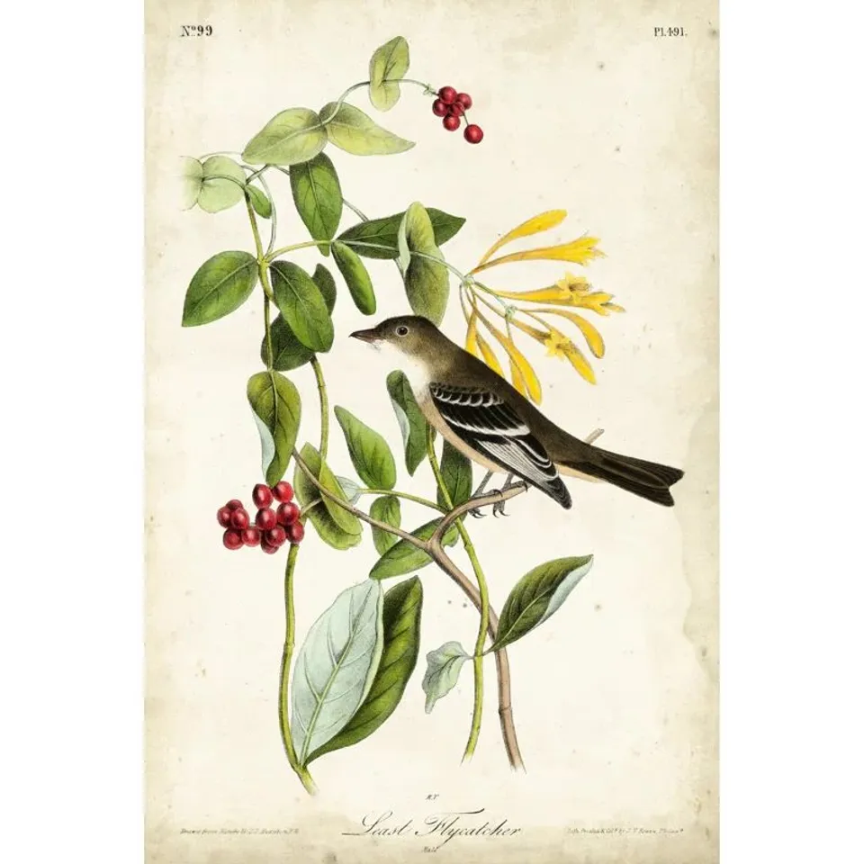 BAGGED AUDUBON BIRD AND BOTANICAL II BY JOHN AUDUBON - GRAPHIC PRINT