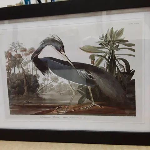 BOXED LOUISIANA HERON BY JOHN AUDUBON - SINGLE PICTURE FRAME PAINTING