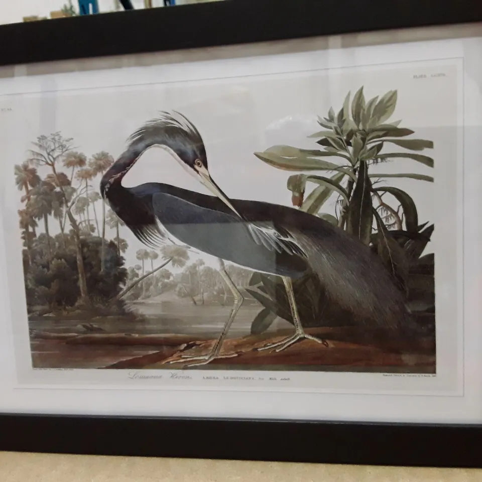 BOXED LOUISIANA HERON BY JOHN AUDUBON - SINGLE PICTURE FRAME PAINTING 