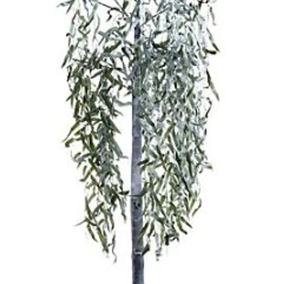BOXED ALISON CORK 180CM PRE-LIT GREEN LEAF DETAIL INDOOR WILLOW TREE (COLLECTION ONLY)