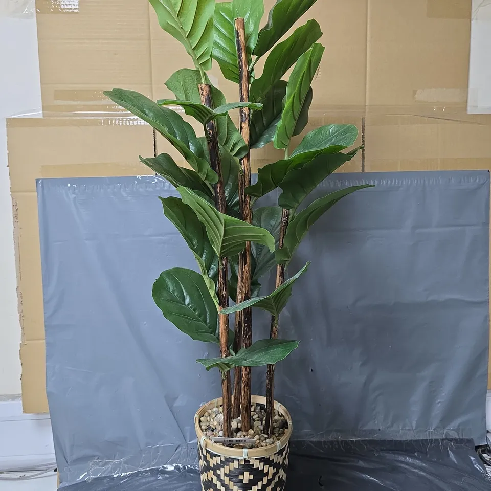 103CM FIDDLELEAF FIG TREE IN BAMBOO BASKET 