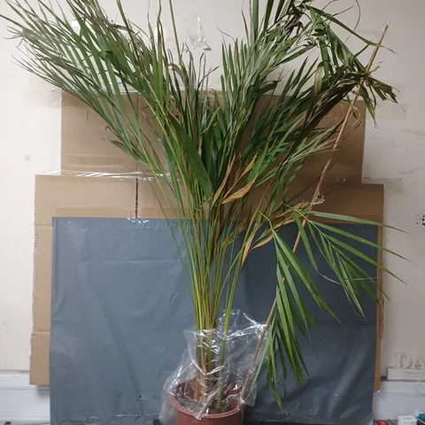 YOU GARDEN ARECA PALM 20CM POT 90CM TALL - COLLECTION ONLY