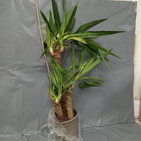 YOU GARDEN YUCCA 3 STEM 60/30/20CM IN 21CM POT 100CM TALL - COLLECTION ONLY