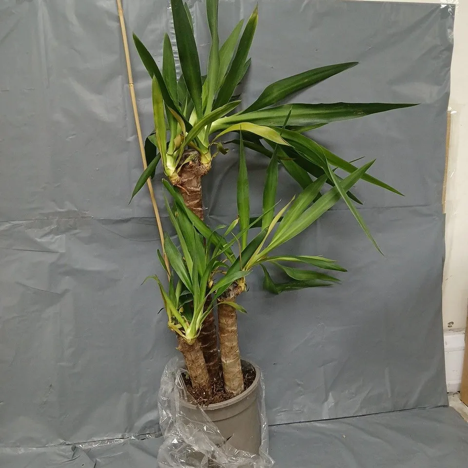 YOU GARDEN YUCCA 3 STEM 60/30/20CM IN 21CM POT 100CM TALL - COLLECTION ONLY