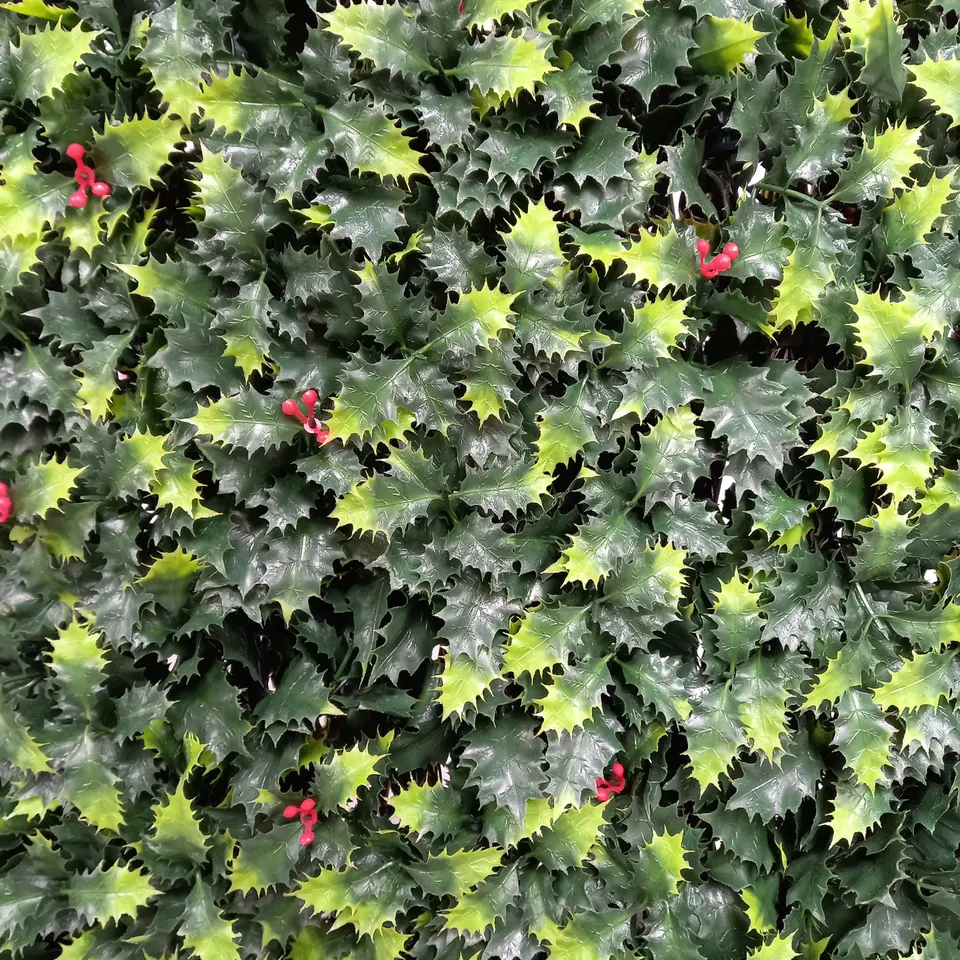 GARDEN REFLECTIONS PRE-LIT HOLLY TRELLIS - COLLECTION ONLY