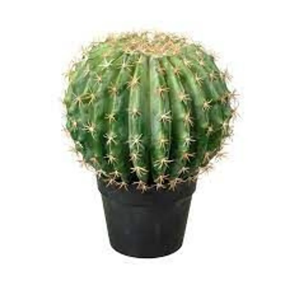 2 X BOXED MELON CACTUS SUCCULENT IN POT