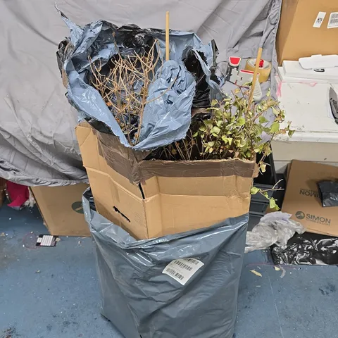 LILAC SYRINGA PALIBIN – LIVE PLANT BUNDLE IN BAG