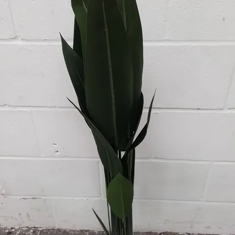 BOXED PLANT BIRDS OF PARADISE - COLLECTION ONLY 