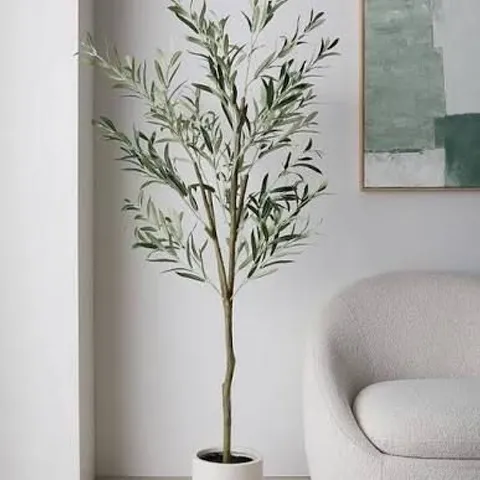 BOXED 180CM OLIVE TREE IN PLASTIC POT