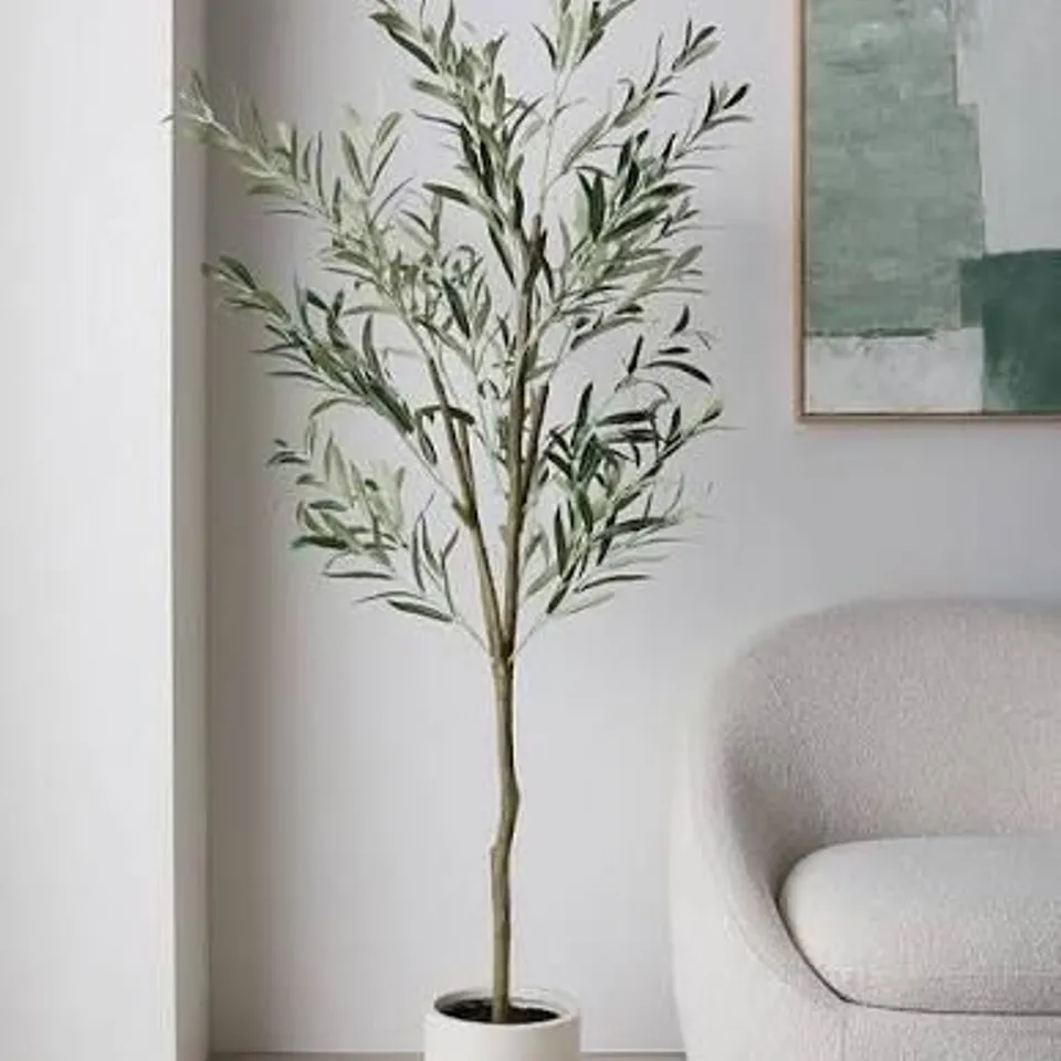 BOXED 180CM OLIVE TREE IN PLASTIC POT