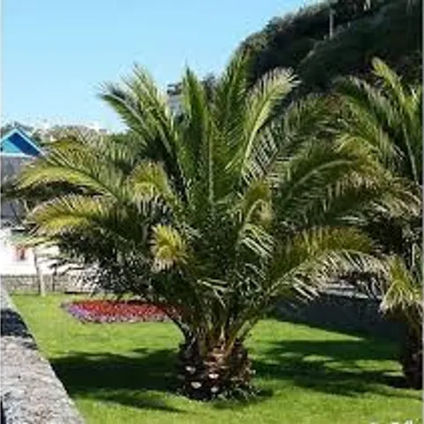 YOUGARDEN PAIR OF CANARY ISLAND PALMS