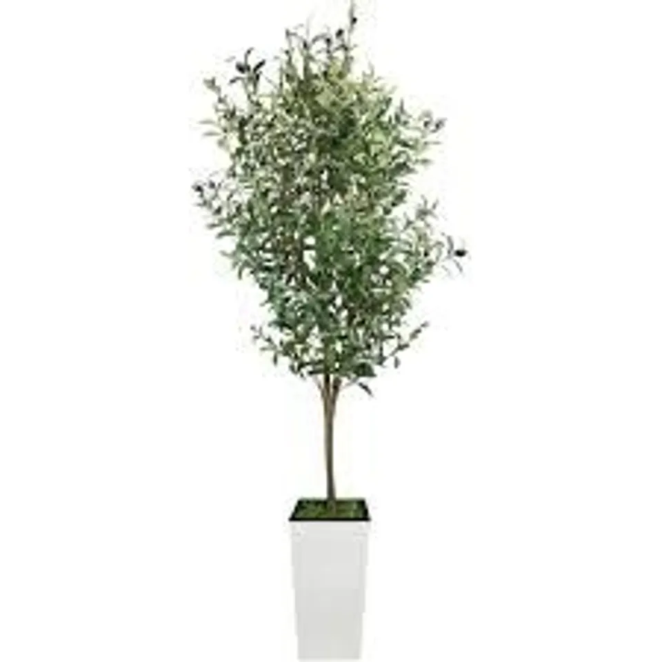BOXED FAUX 180cm OLIVE TREE IN WHITE POT (1 BOX)