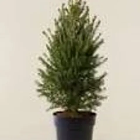 PRE-LIT 2 X POTTED GREEN SPRUCE TREE 1 X WREATH 
