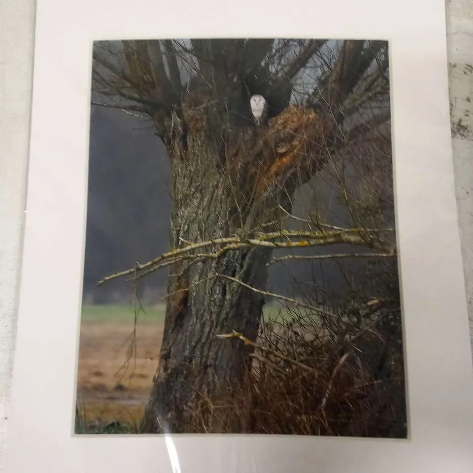CARL BOVIS 'THE WATCHER'- BARN OWL SIGNED PRINT