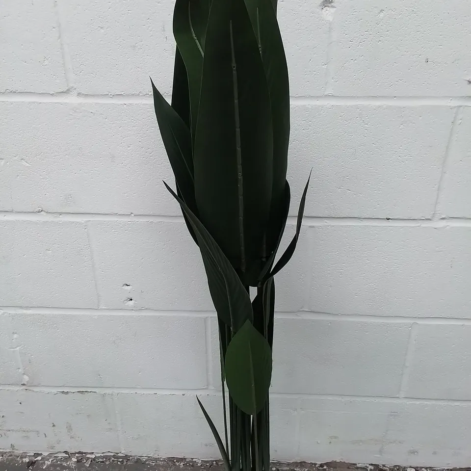 BOXED PLANT BIRDS OF PARADISE - COLLECTION ONLY 