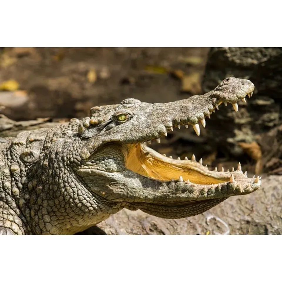 BOXED CROCODILE HEAD BY NOPPARATK - WRAPPED CANVAS (1 BOX)