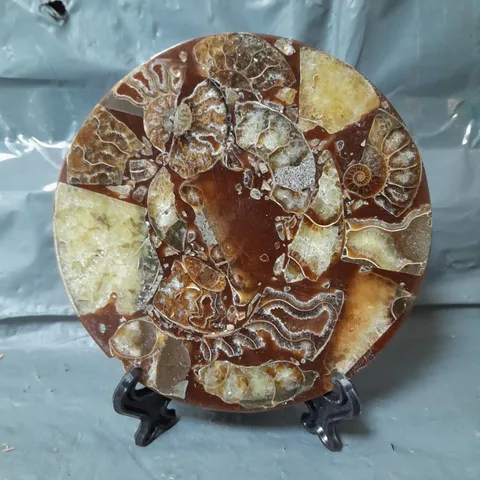 ONE OF A KIND - EXTREMELY RARE FIND NATURAL AMMONITE WITH STAND