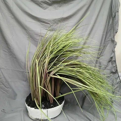 OUTLET K BY KELLY HOPPEN INDOOR OUTDOOR PRE-LIT LOMANDRA GRASS