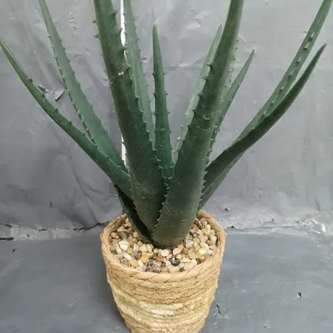 BOXED ALOE PLANT IN SEAGRASS BASKET 